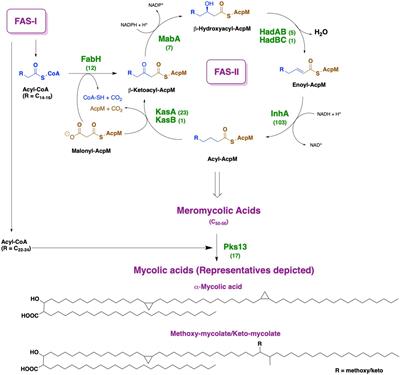 Mycobacterium tuberculosis KasA as a drug target: Structure-based inhibitor design